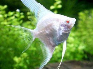 Angelfish-Albino-Diamond-510x510