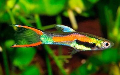 Endlers-–-Detailed-Guide-Care-Diet-and-Breeding