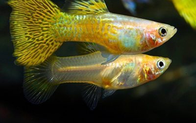 Gold-Cobra-Guppy-Pair