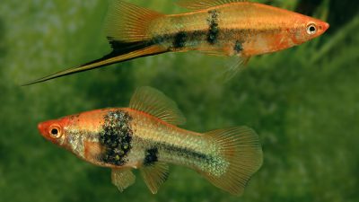 Pair-of-Tiger-Swordtail-1