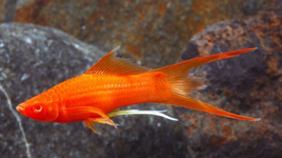 Red Lyretail Swordtail