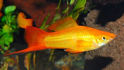 Sunset-Swordtail