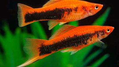 Swordtail-Red-Tuxedo