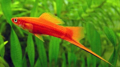 Xiphophorus-hellerii-Swordtail-Red