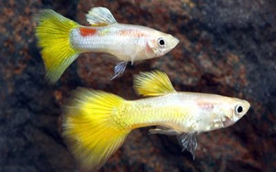 Yellow-Micariff-Guppy-Males