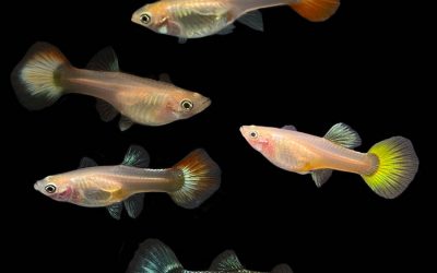 assorted-guppy-female