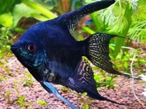 black-lace-angelfish