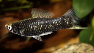 black swordtail