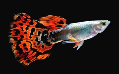 guppy_2-539x303