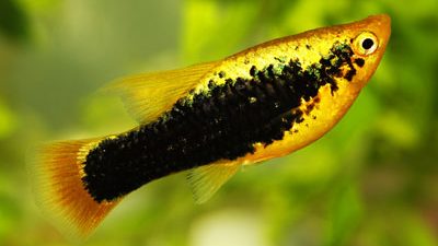 hifin-tuxedo-yellow-platy-fish