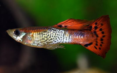 lg_89830_Red_Cobra_Guppy