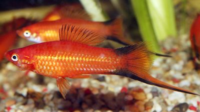 red comet swardtail