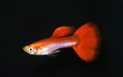 regenbogen-cobra-guppy